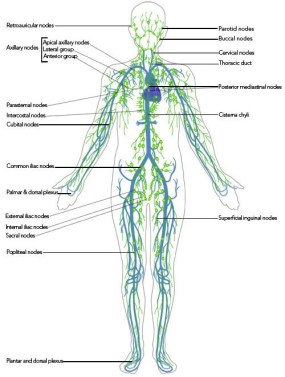 httplymphatictherapy.co.zamanual-lymph-drainagethe-lymphatic-system