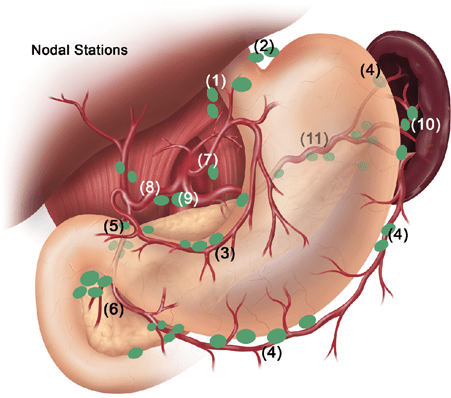 McGraw-Hill Medical gastic nodes.png